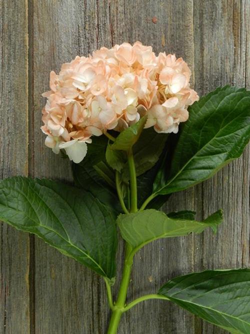 PAINTED PEACH #19 TINTED HYDRANGEAS